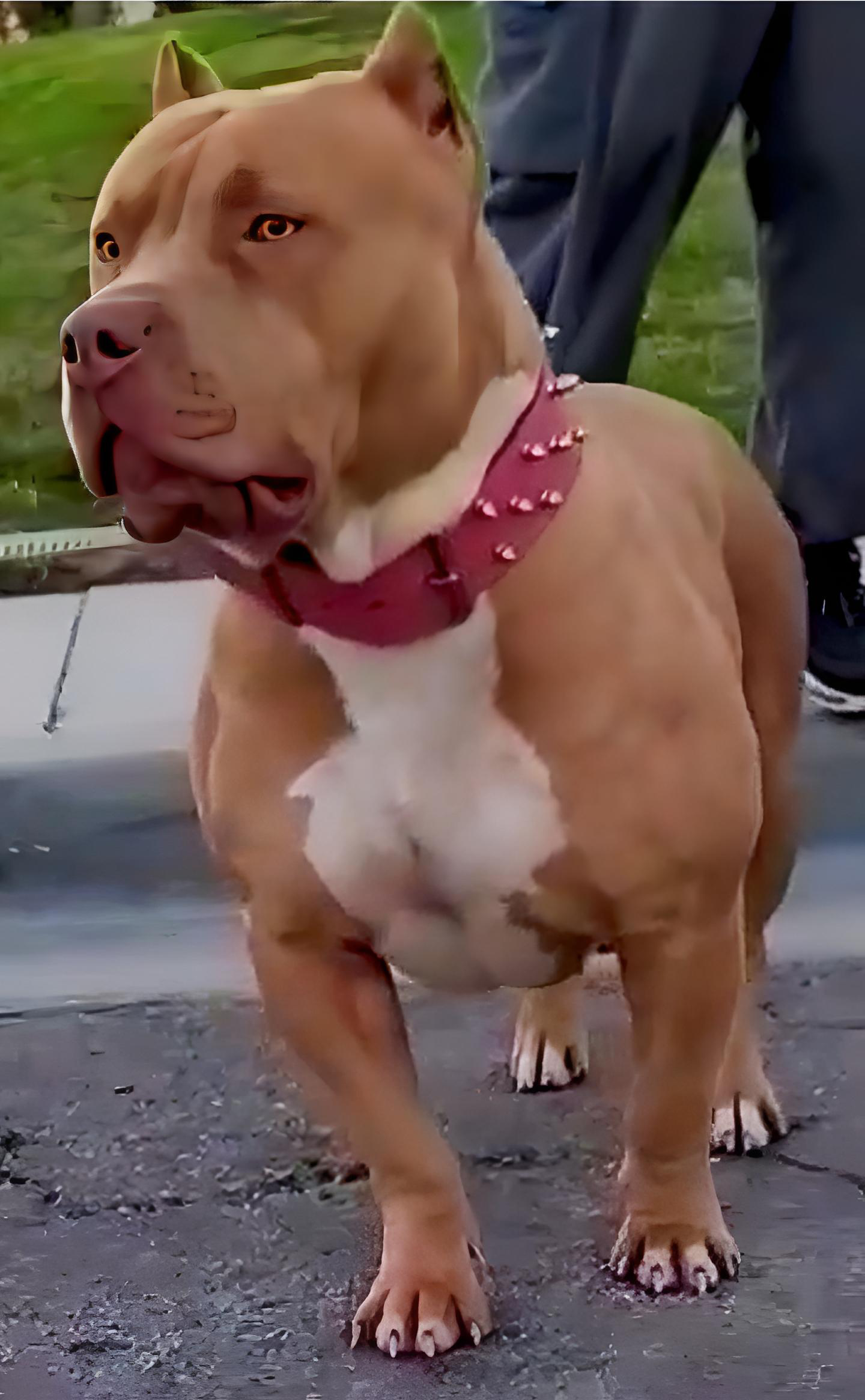 Dog Featured Image
