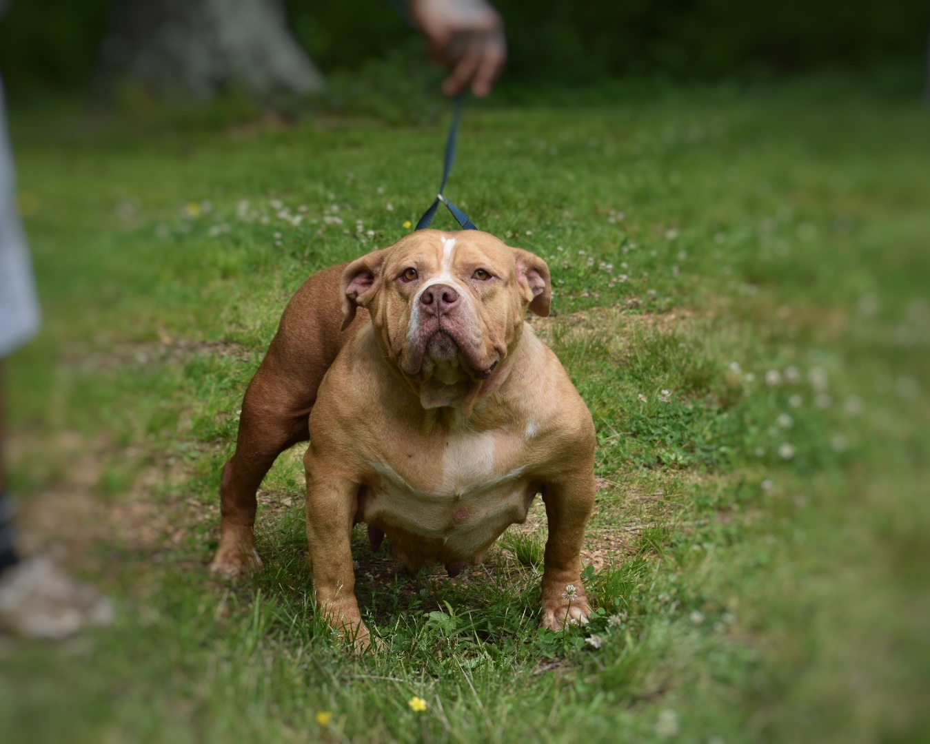 Dog Featured Image