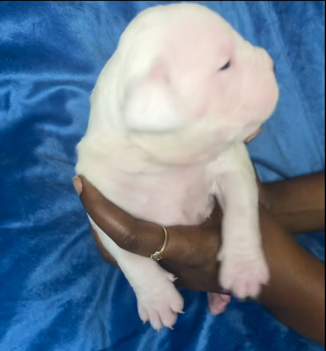 Dog Featured Image
