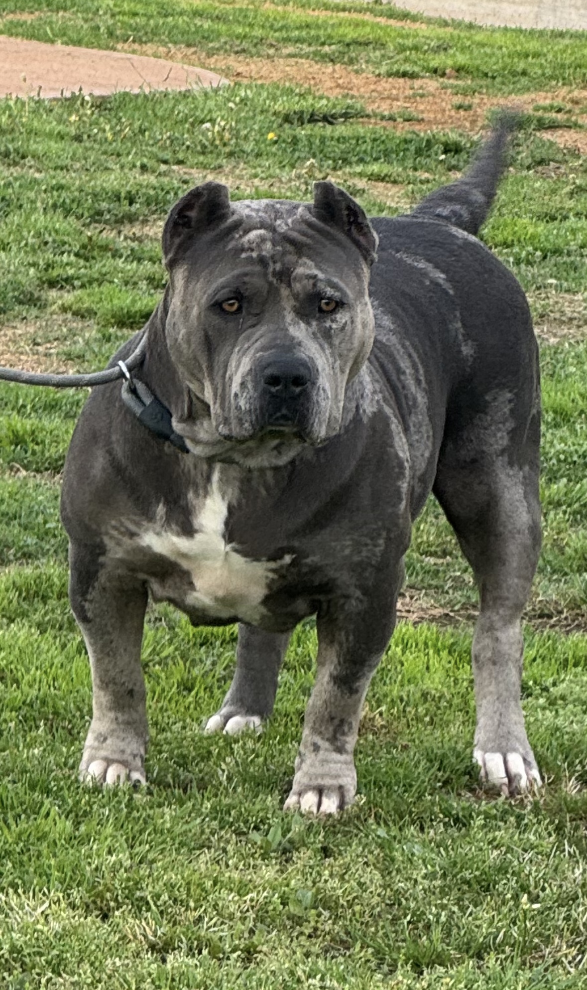 Dog Featured Image