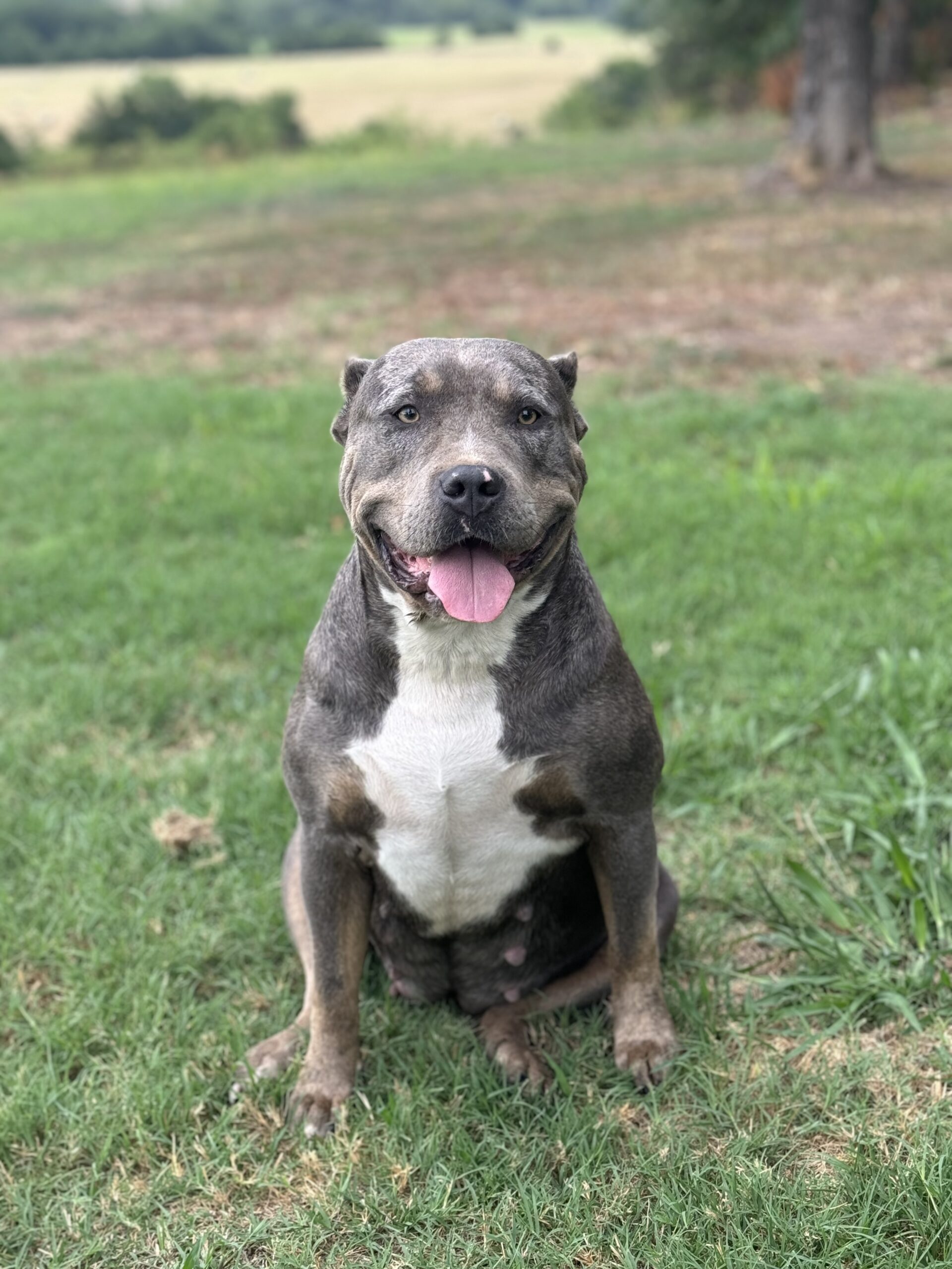 Dog Featured Image