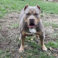 Dog Featured Image