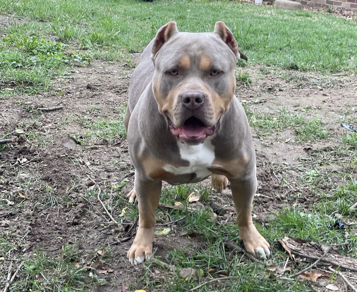 Dog Featured Image