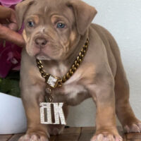 Dog Featured Image