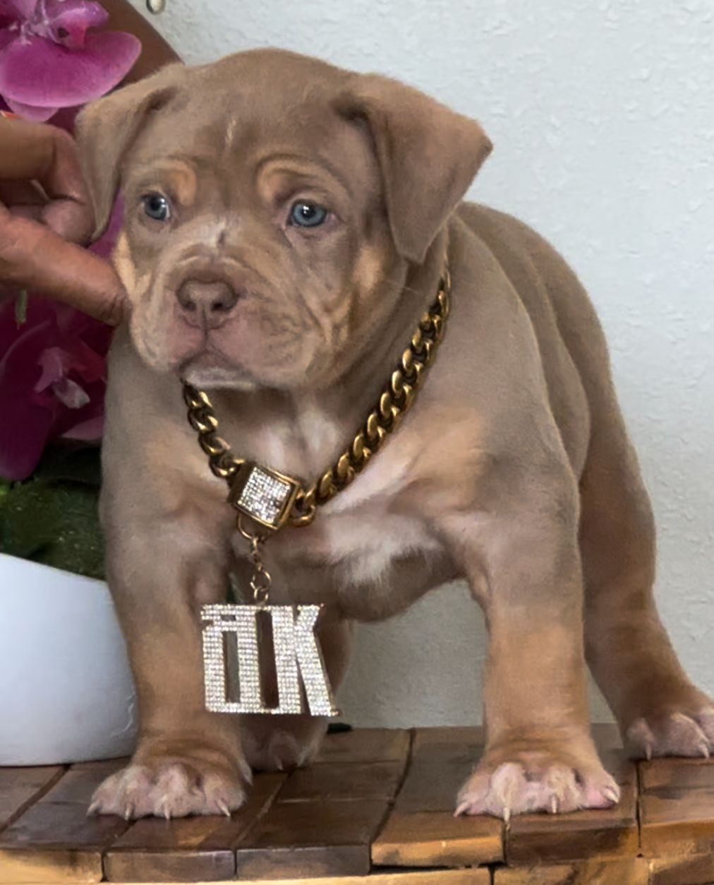 Dog Featured Image