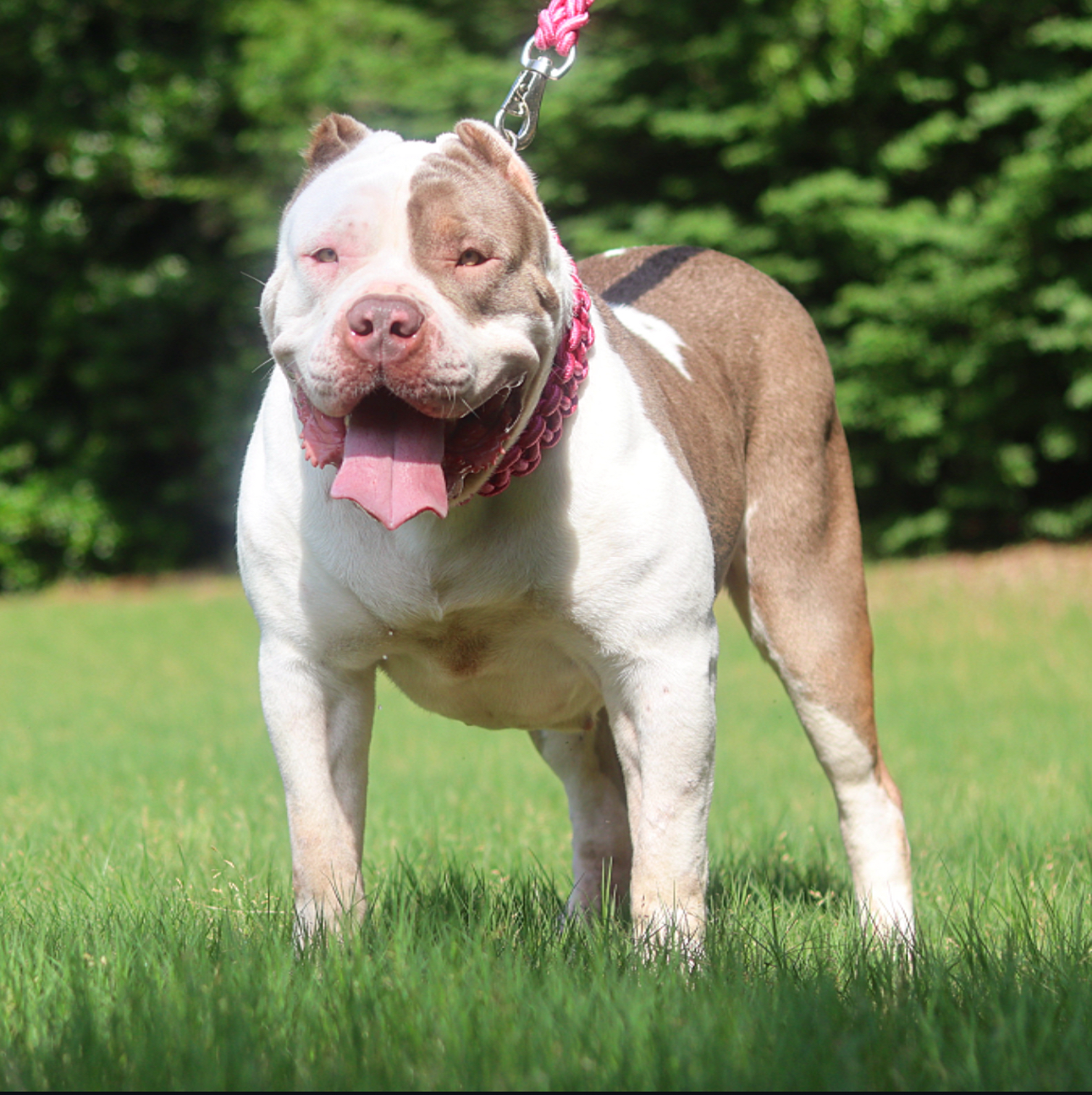 Dog Featured Image