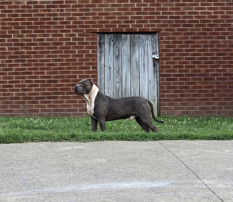 Dog Featured Image