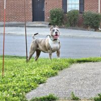 Dog Featured Image