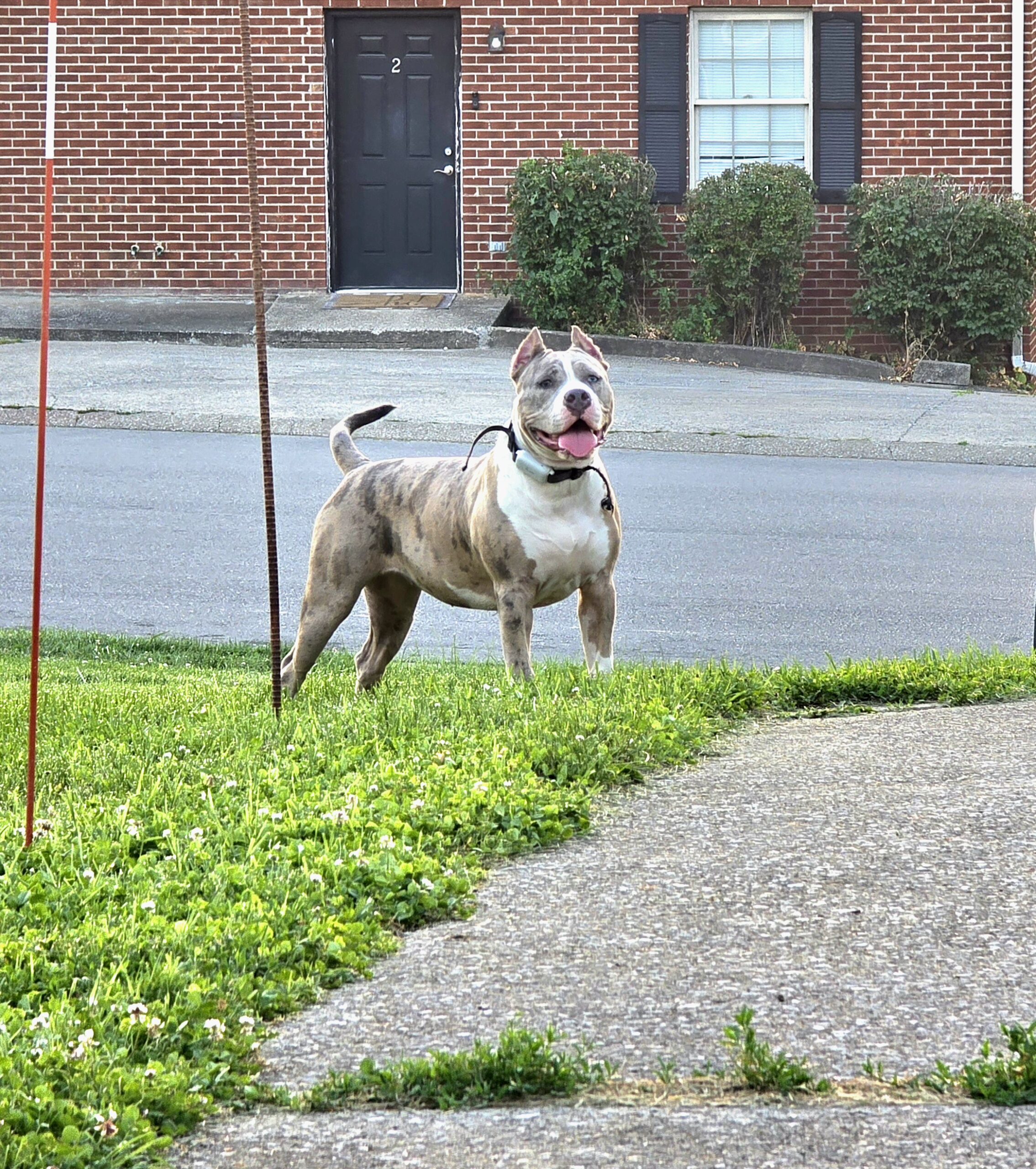 Dog Featured Image