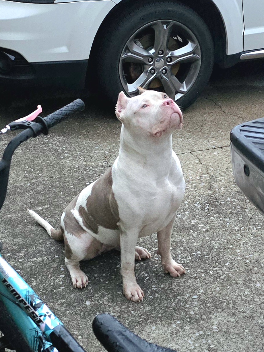 Dog Featured Image
