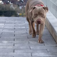 Dog Featured Image