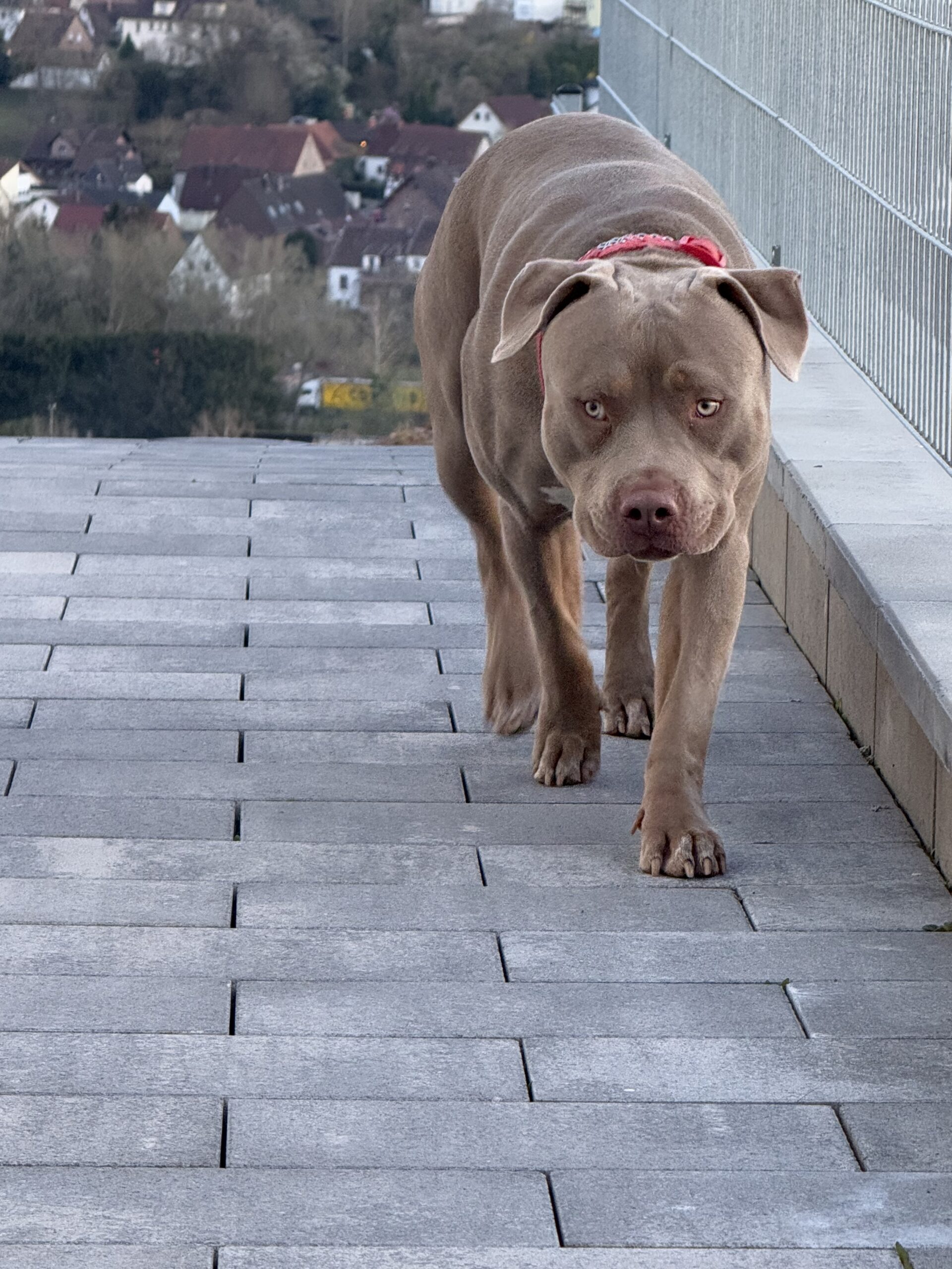 Dog Featured Image
