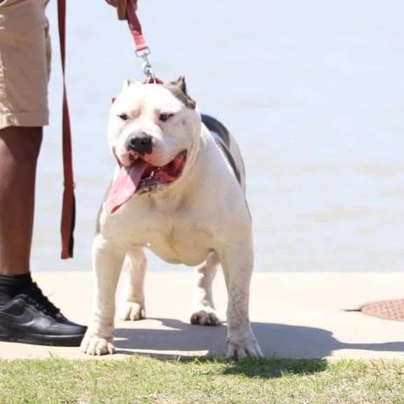 Dog Featured Image