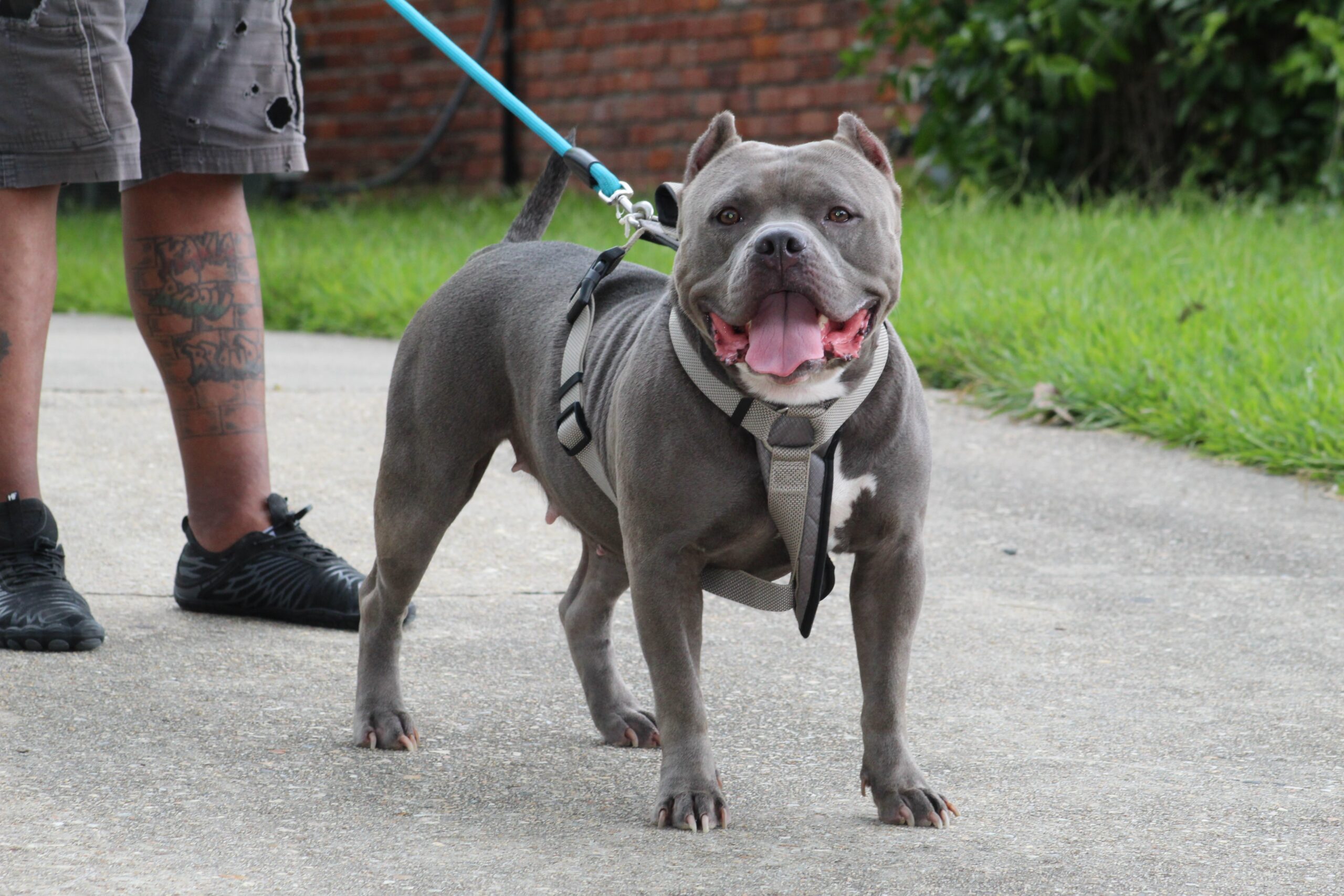 Dog Featured Image