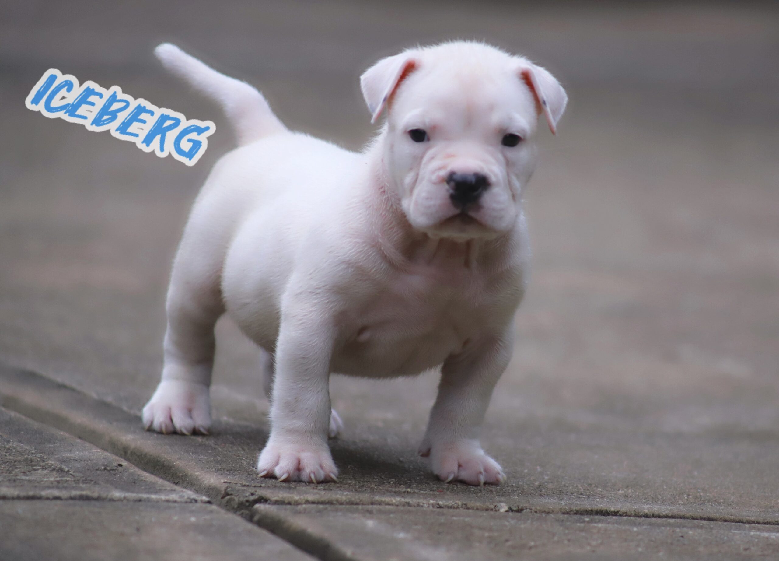 Dog Featured Image