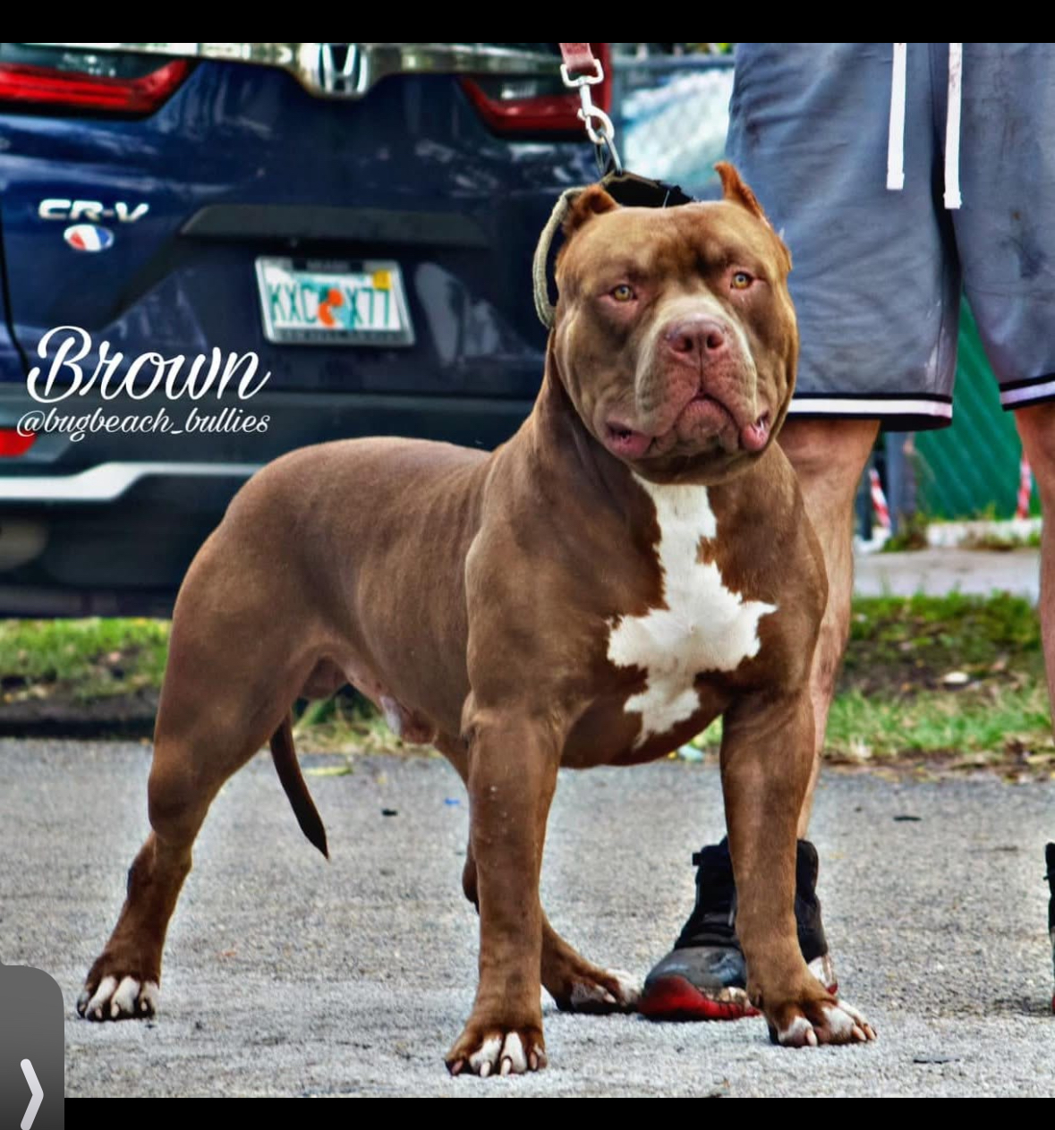 Dog Featured Image