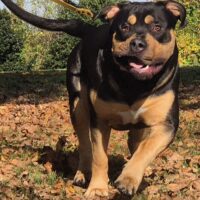 Dog Featured Image