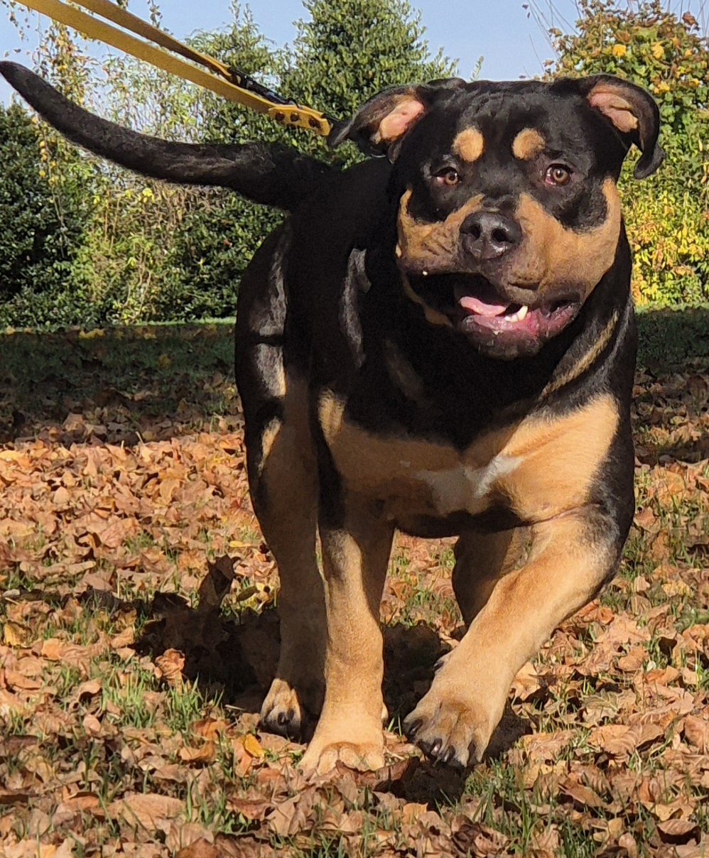 Dog Featured Image