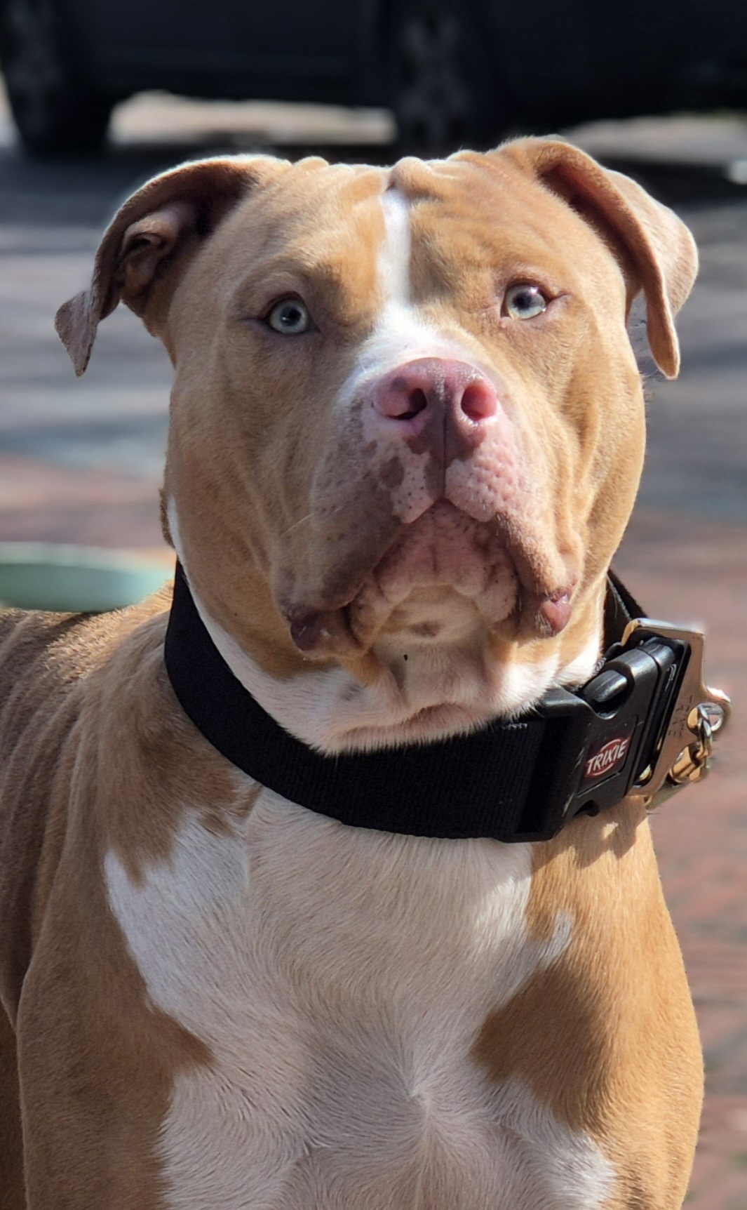 Dog Featured Image