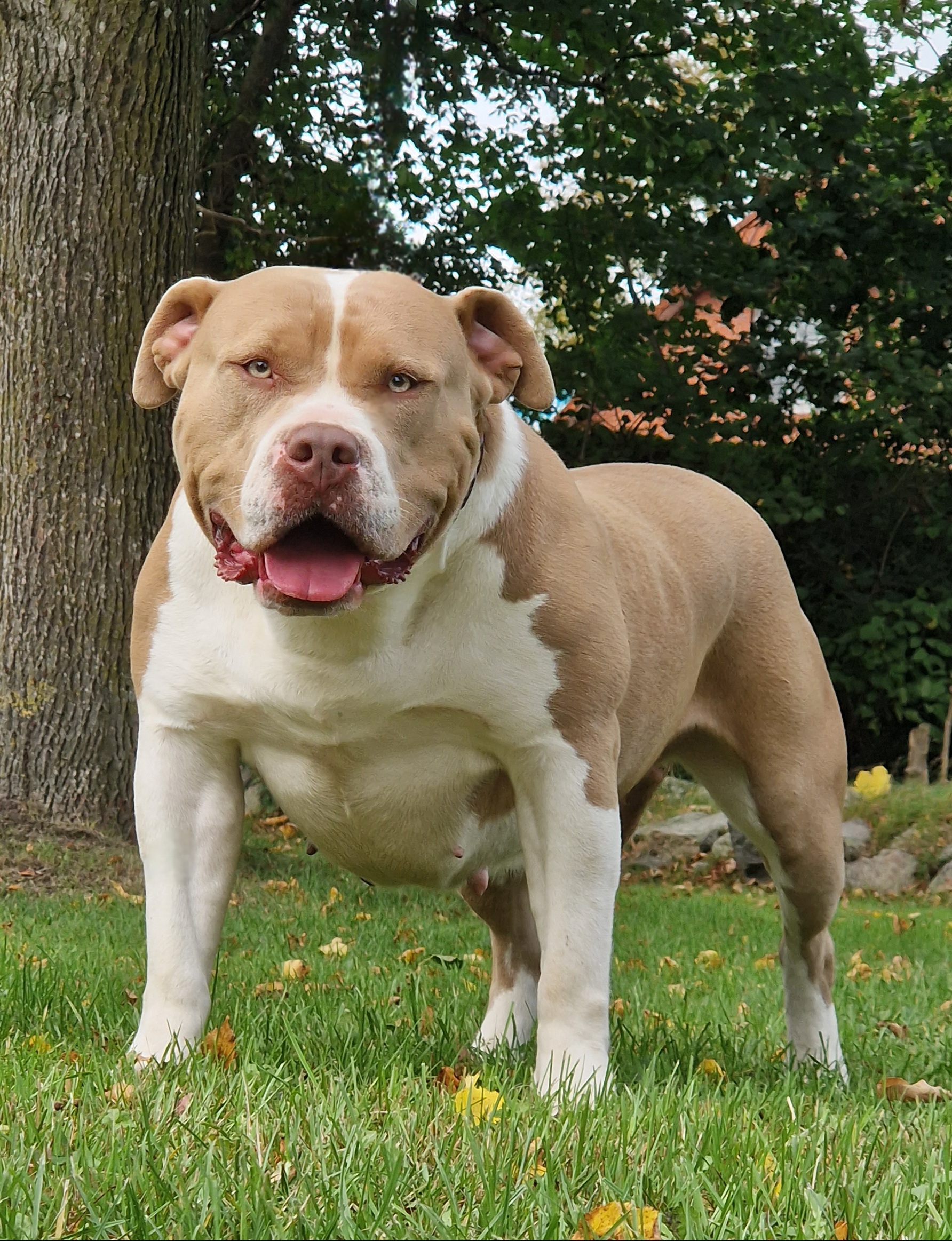 Dog Featured Image