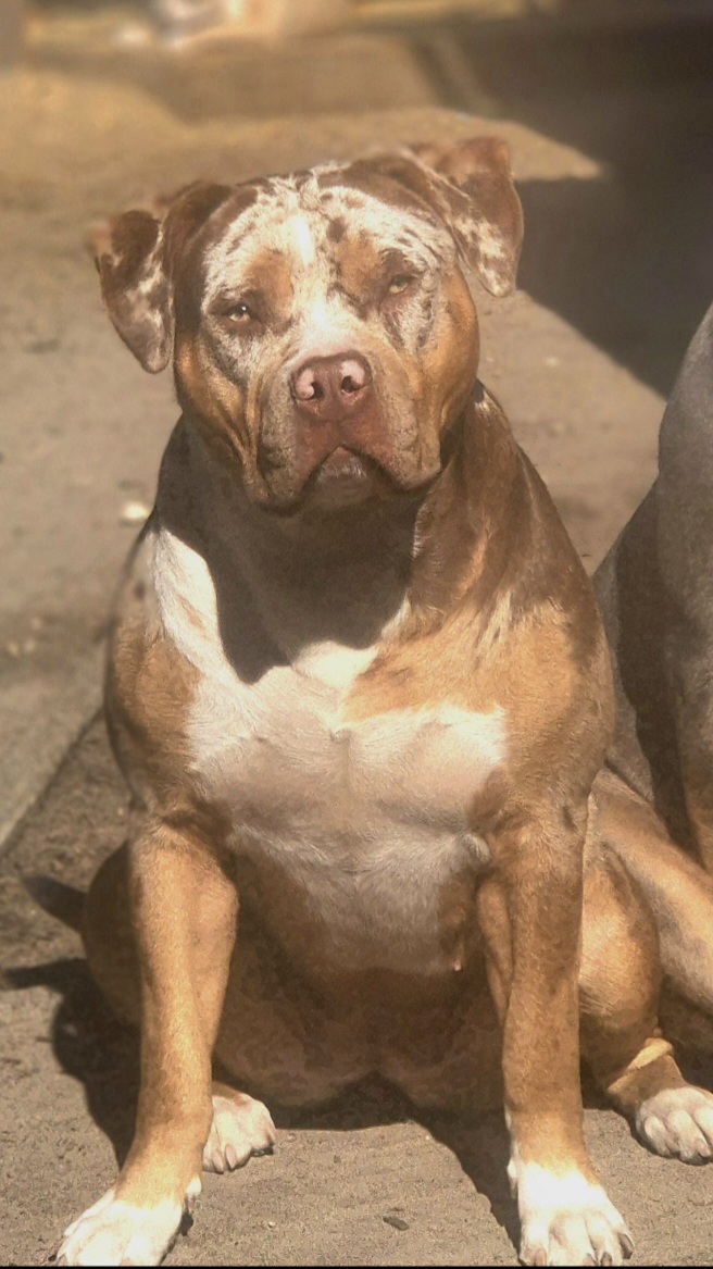 Dog Featured Image