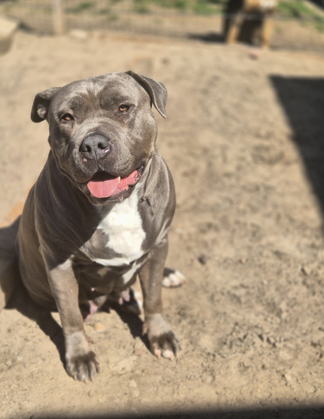 Dog Featured Image