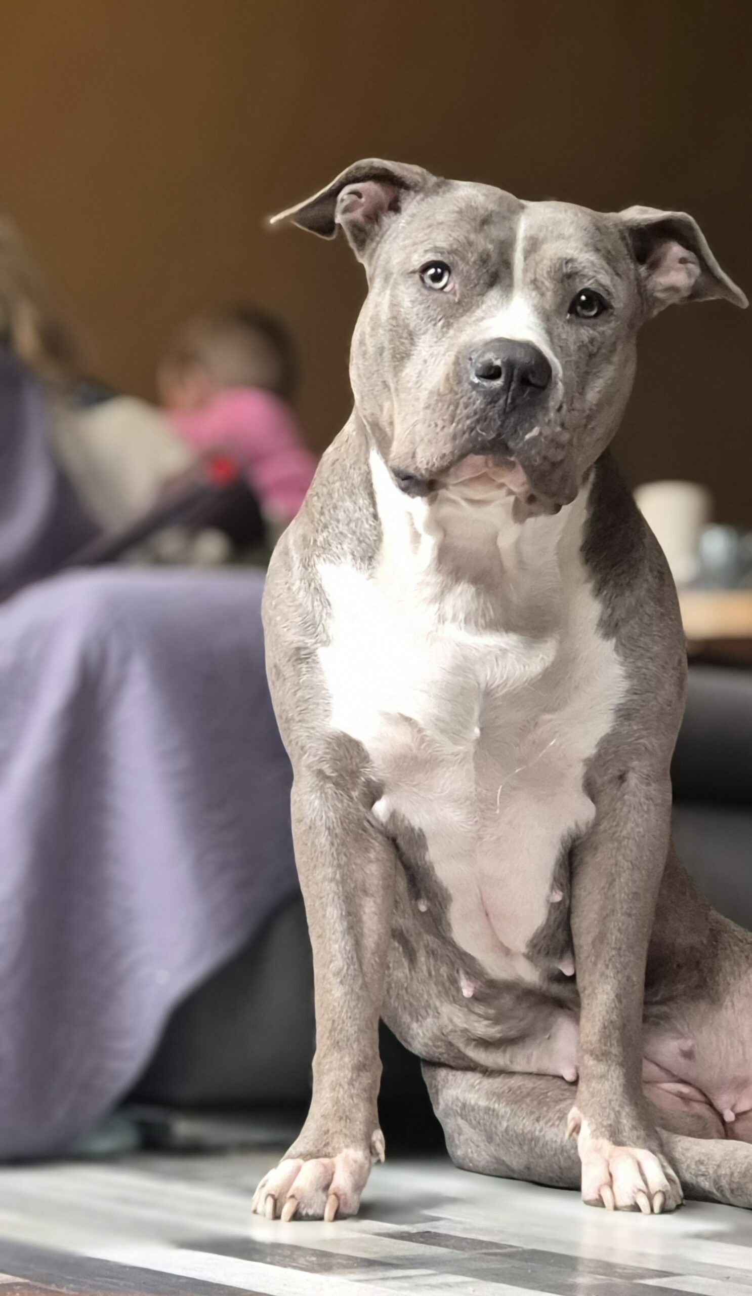 Dog Featured Image