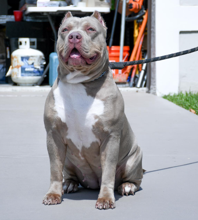 Dog Featured Image