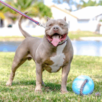 Dog Featured Image