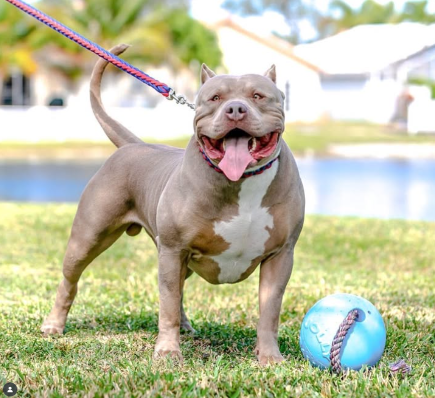 Dog Featured Image