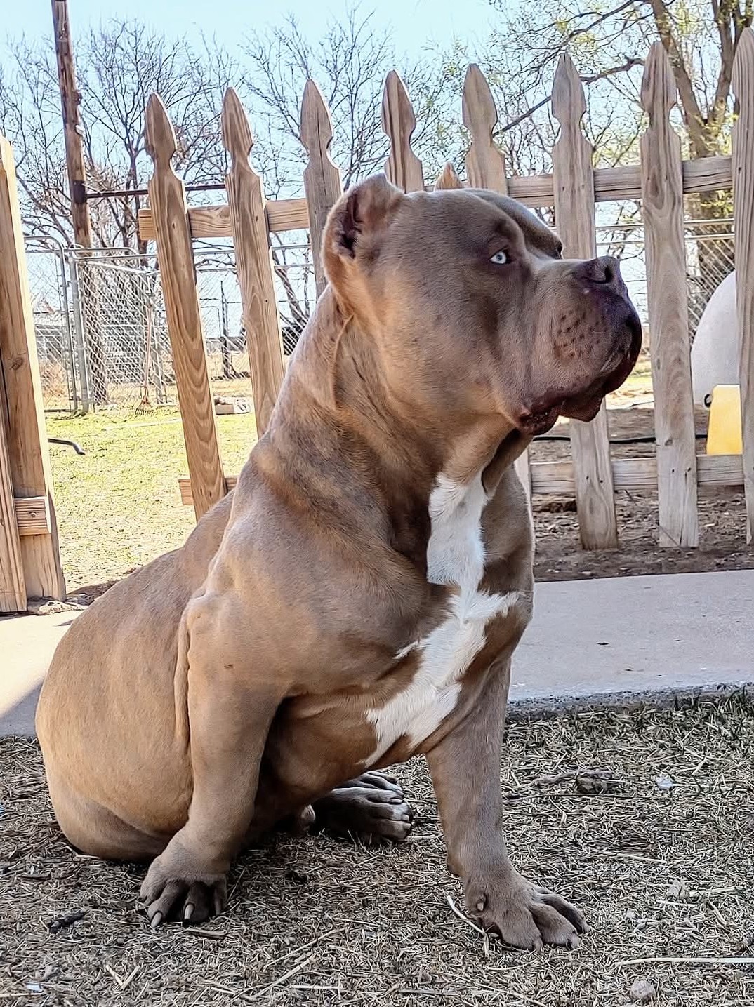 Dog Featured Image