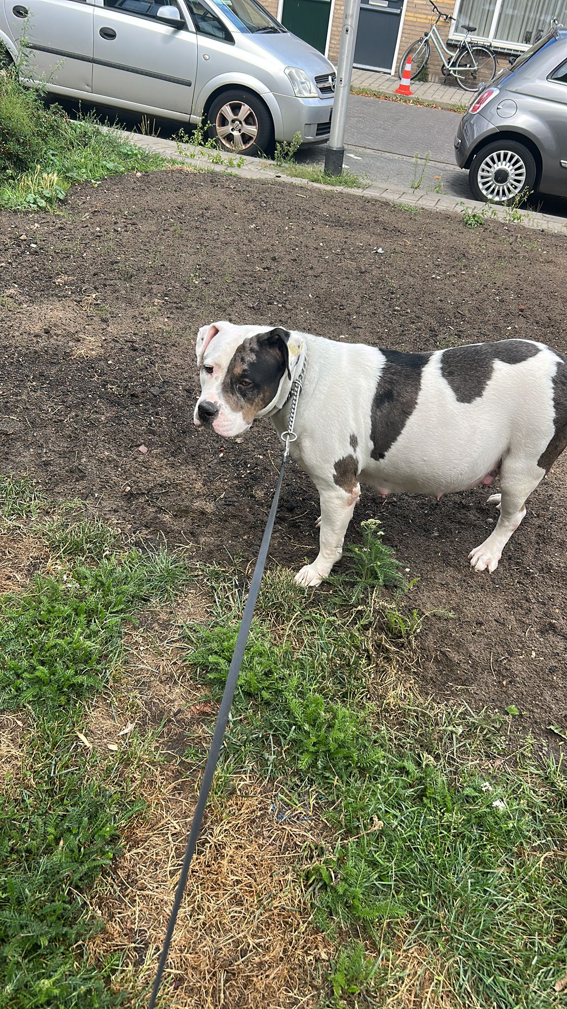 Dog Featured Image