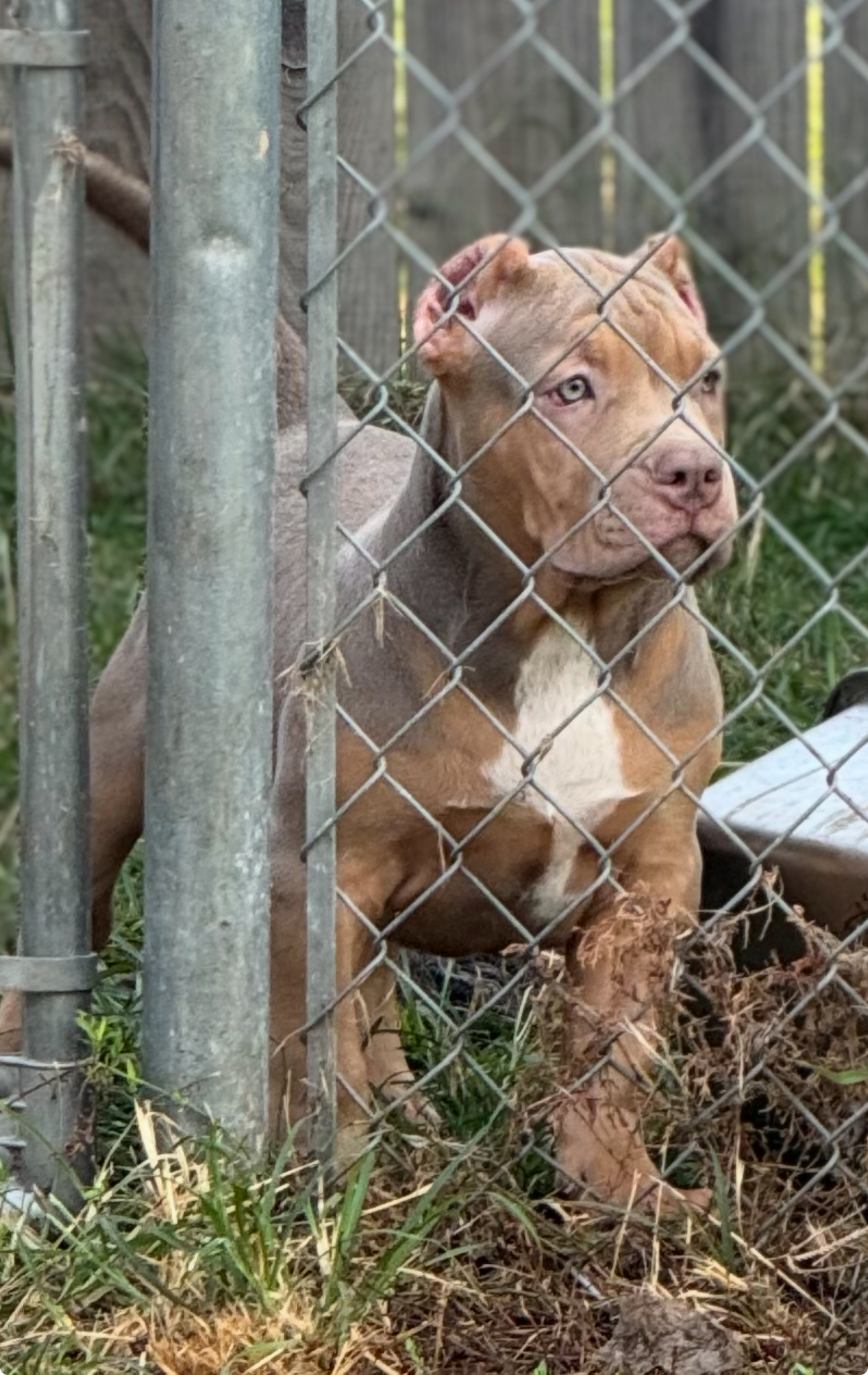 Dog Featured Image