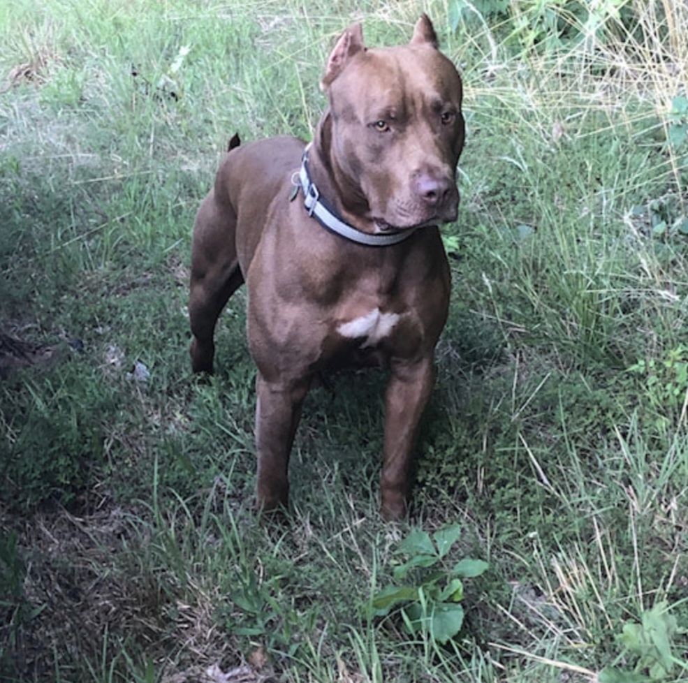 Dog Featured Image