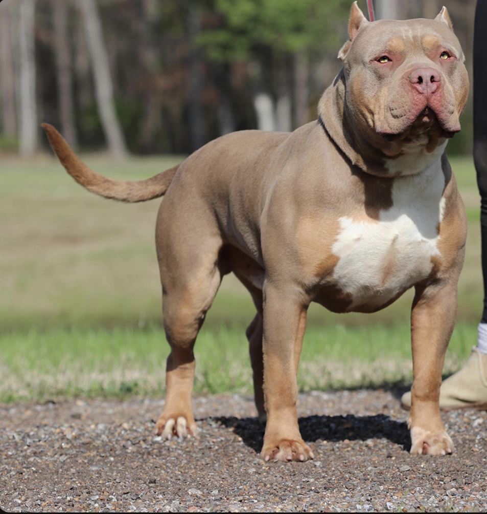 Dog Featured Image