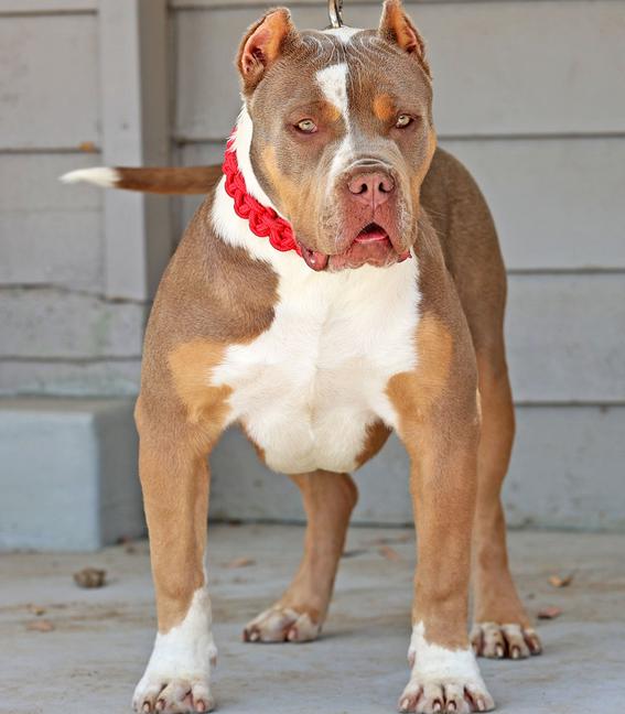 Dog Featured Image