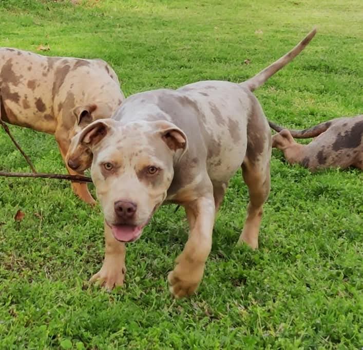 Dog Featured Image