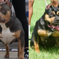 Ch. Onsight X AMERICANBULLYGODS COOKIE