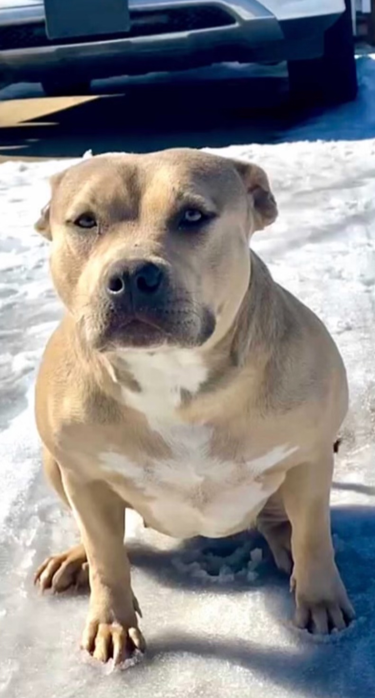 Dog Featured Image