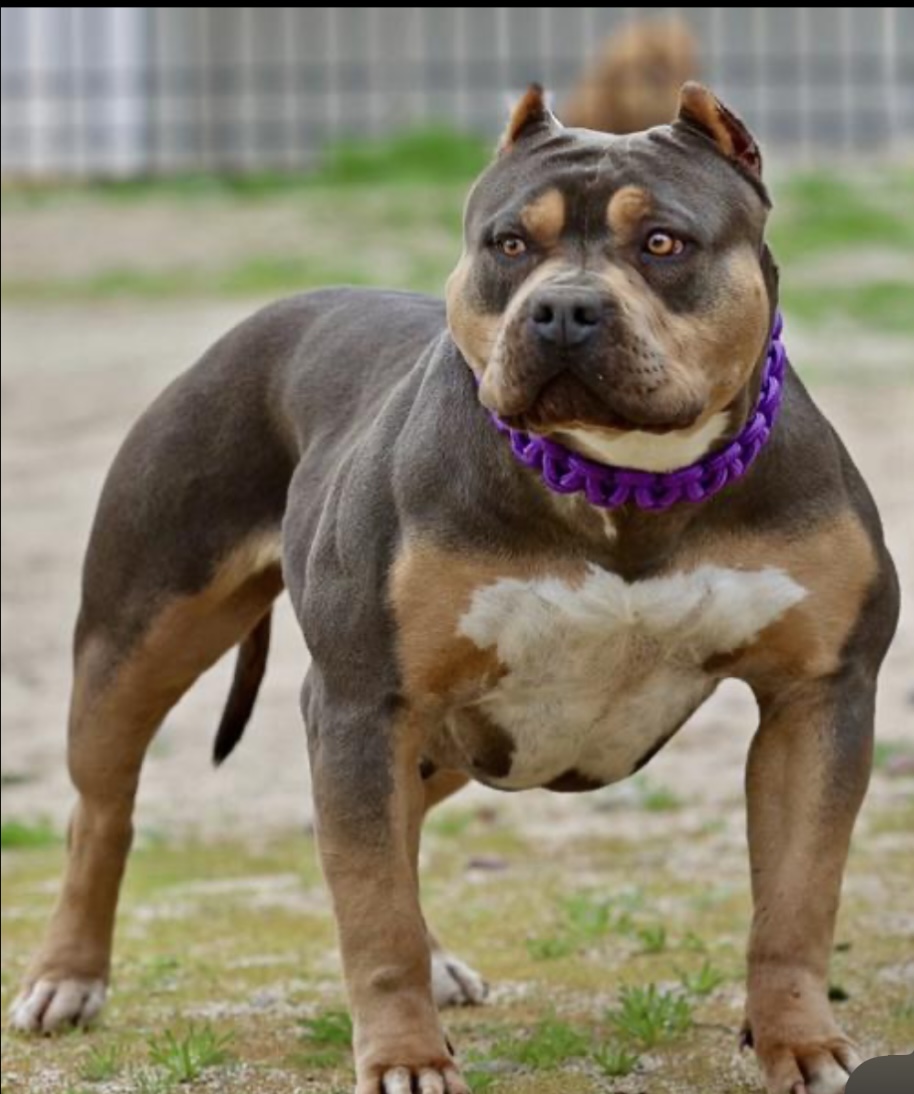 Dog Featured Image