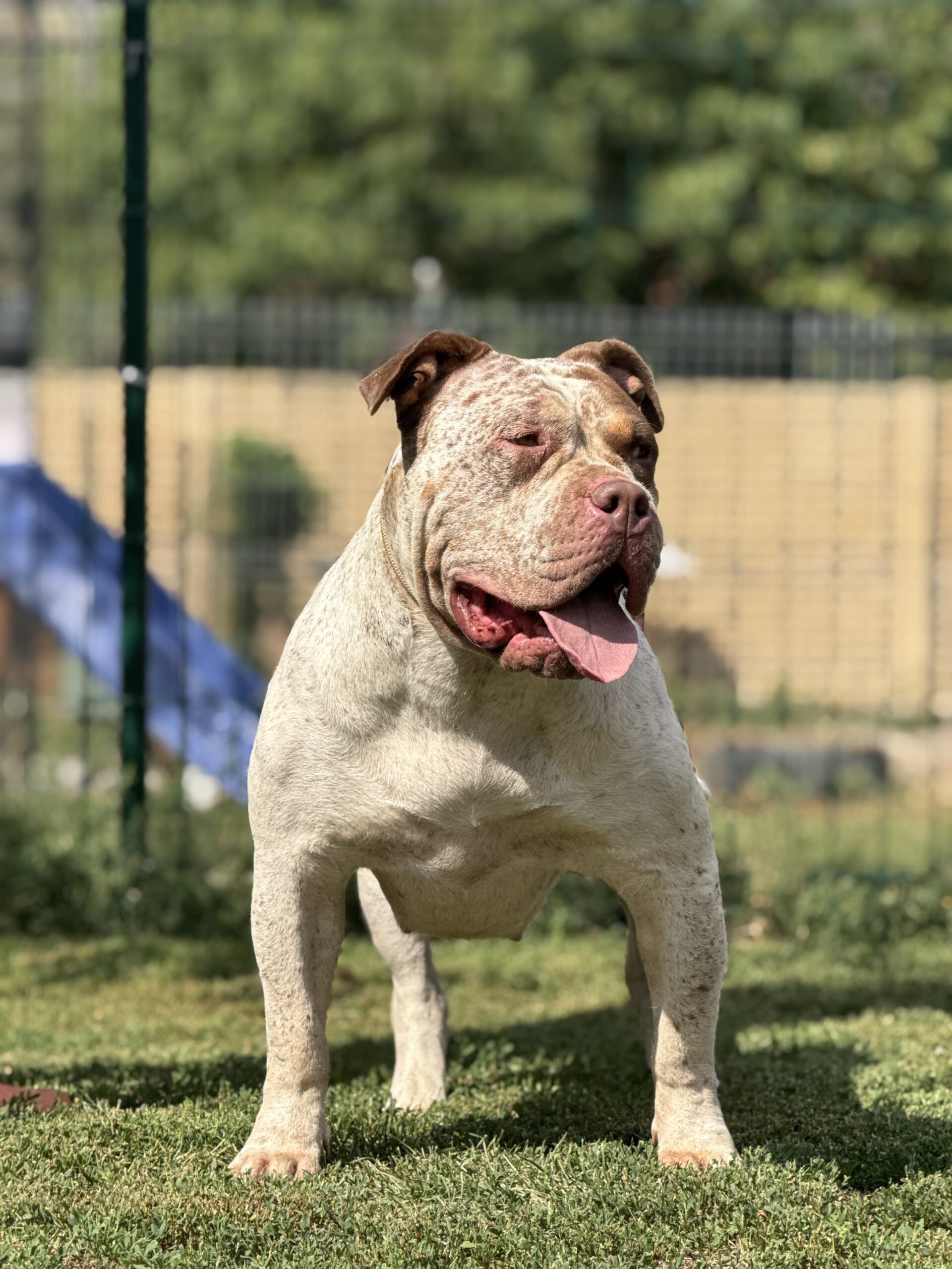 Dog Featured Image