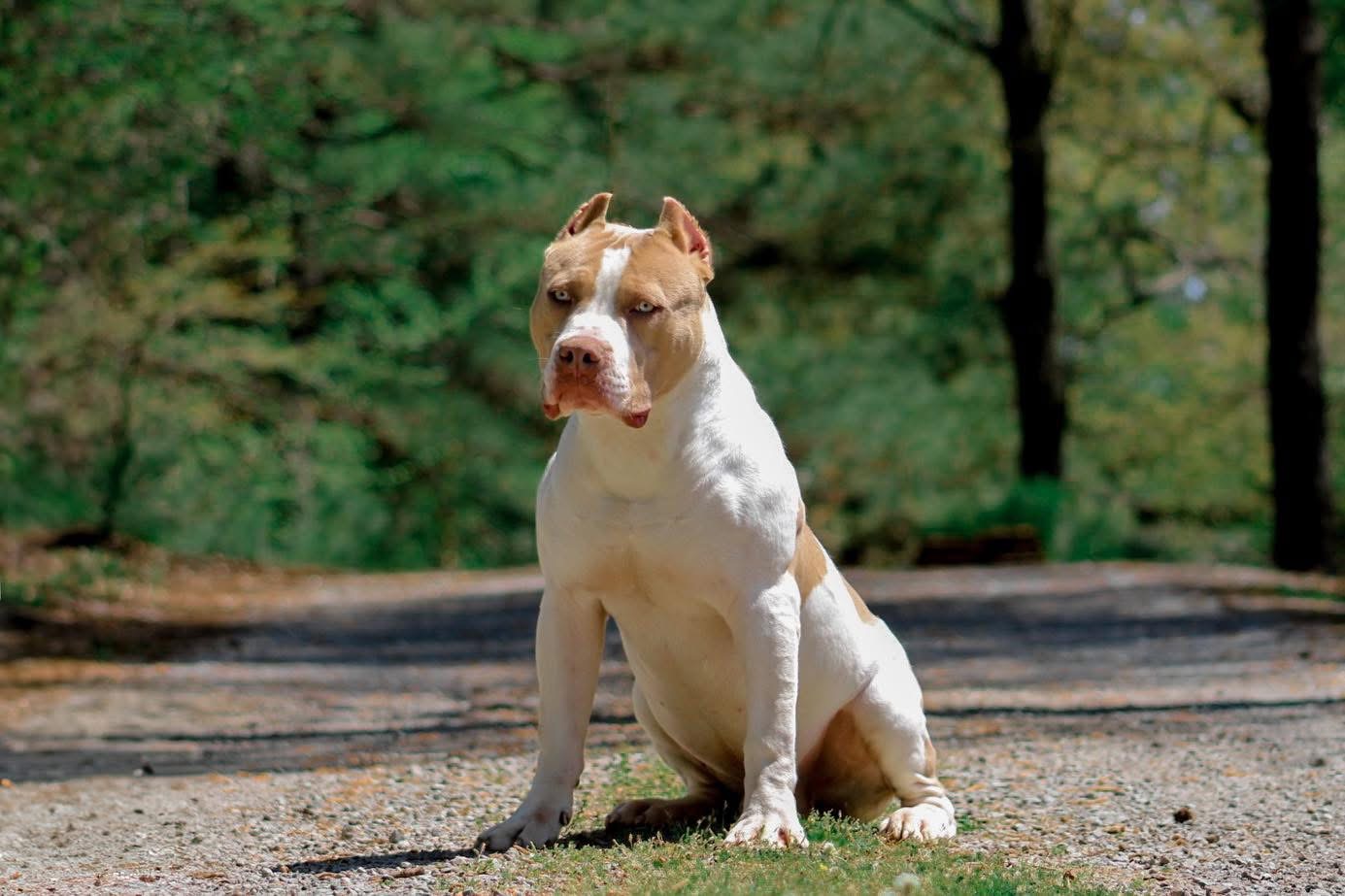 Dog Featured Image