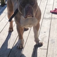 Dog Featured Image
