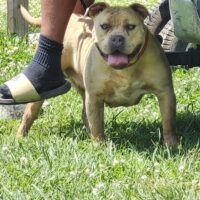 Dog Featured Image