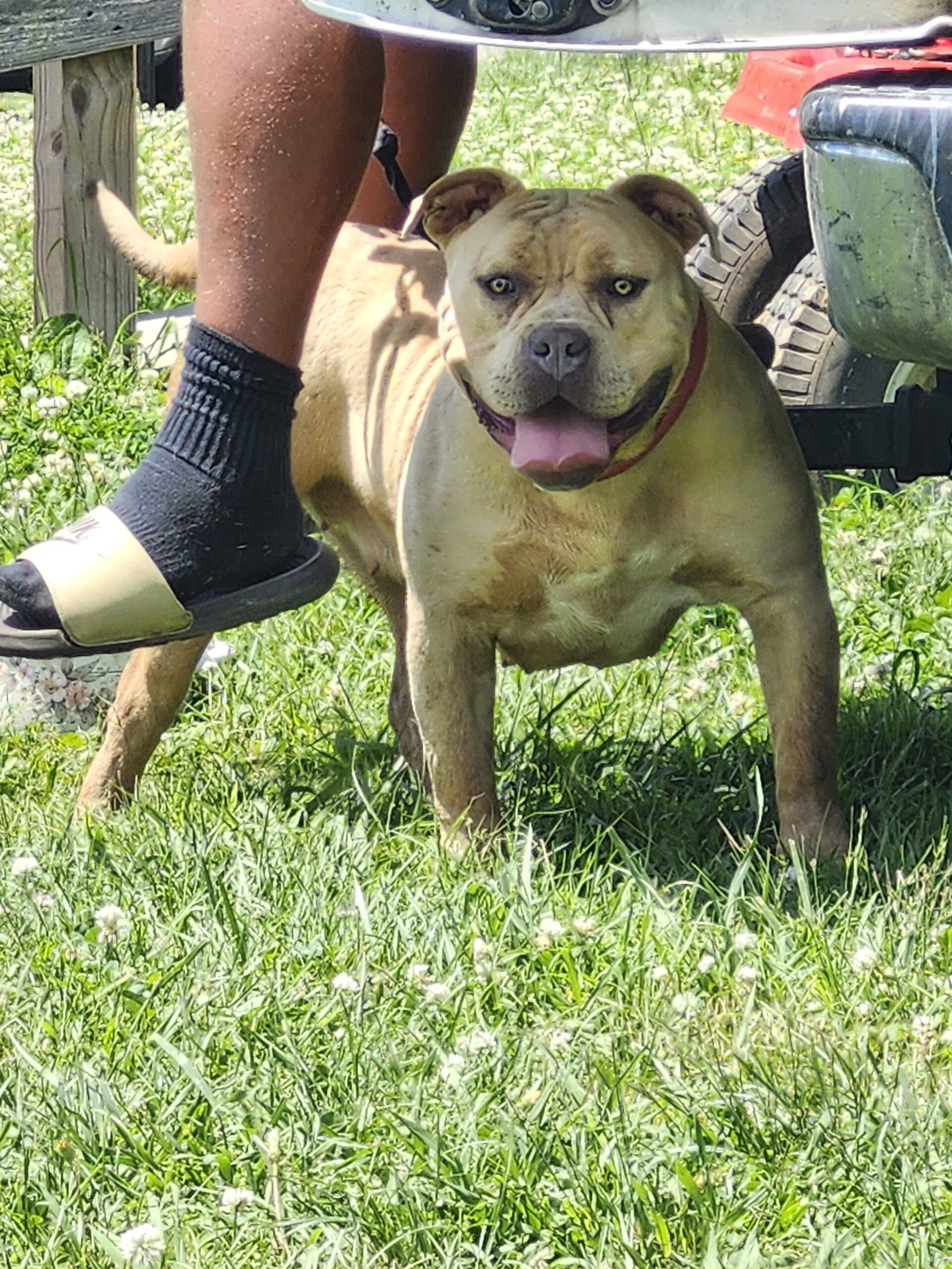 Dog Featured Image