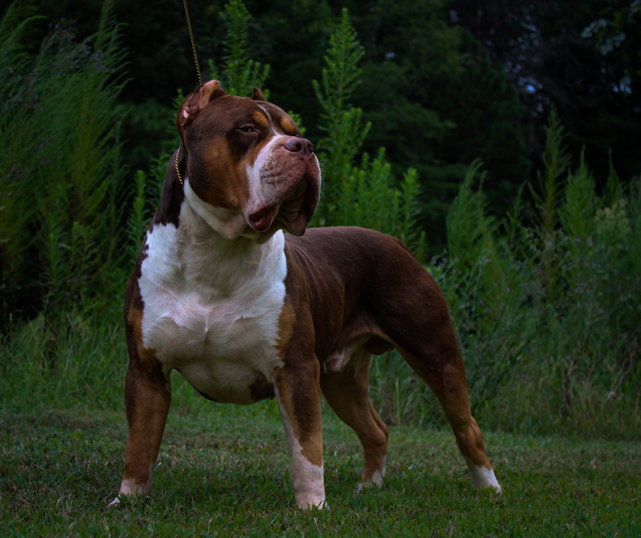 Dog Featured Image