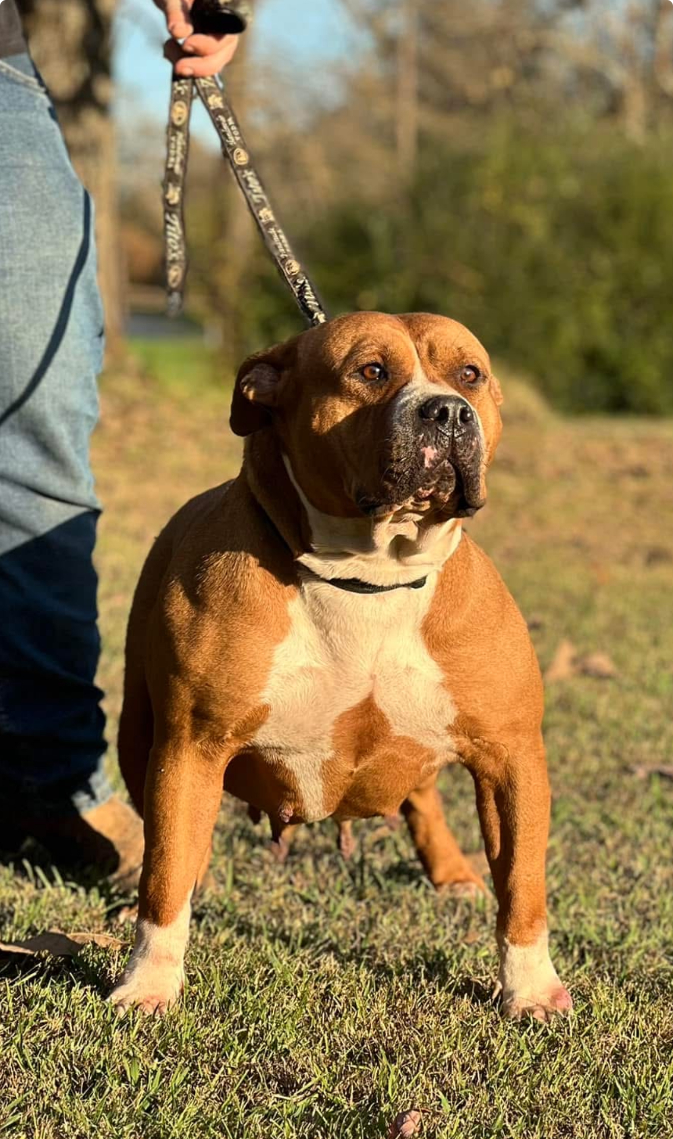 Dog Featured Image