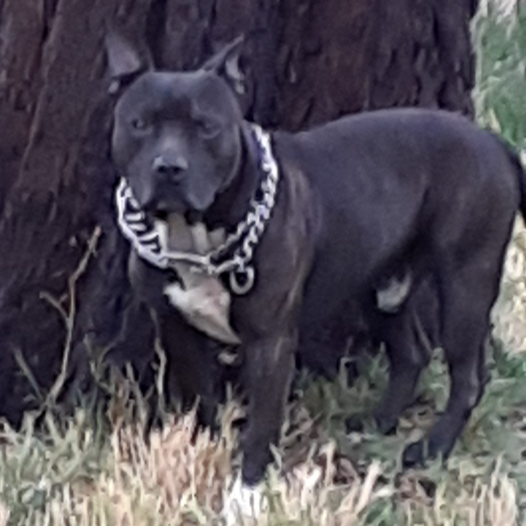 Dog Featured Image