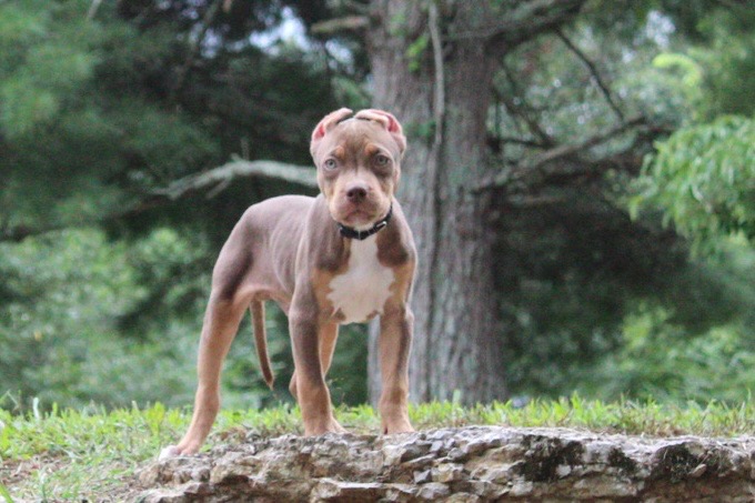 Dog Featured Image