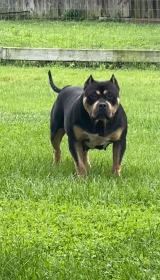 Dog Featured Image